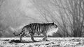 Siberian tiger walks in a snowy glade in a cloud of steam in a hard frost. Black and white. Very unusual image. China. Royalty Free Stock Photo