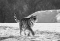 Siberian tiger walks in a snowy glade in a cloud of steam in a hard frost. Black and white. Very unusual image. China. Royalty Free Stock Photo