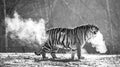 Siberian tiger walks in a snowy glade in a cloud of steam in a hard frost. Black and white. Very unusual image. China. Royalty Free Stock Photo