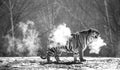 Siberian tiger walks in a snowy glade in a cloud of steam in a hard frost. Black and white. Very unusual image. China. Royalty Free Stock Photo