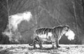 Siberian tiger walks in a snowy glade in a cloud of steam in a hard frost. Black and white. Very unusual image. China. Royalty Free Stock Photo