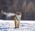 Siberian tiger walks in a snowy glade in a cloud of steam in a hard frost. Very unusual image. China. Harbin. Mudanjiang province. Royalty Free Stock Photo