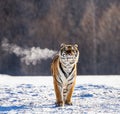 Siberian tiger walks in a snowy glade in a cloud of steam in a hard frost. Very unusual image. China. Harbin. Mudanjiang province. Royalty Free Stock Photo