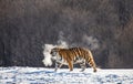 Siberian tiger walks in a snowy glade in a cloud of steam in a hard frost. Very unusual image. China. Harbin. Mudanjiang province. Royalty Free Stock Photo