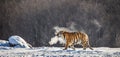 Siberian tiger walks in a snowy glade in a cloud of steam in a hard frost. Very unusual image. China. Harbin. Mudanjiang province. Royalty Free Stock Photo