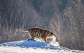 Siberian tiger walks in a snowy glade in a cloud of steam in a hard frost. Very unusual image. China. Harbin. Mudanjiang province. Royalty Free Stock Photo