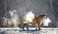 Siberian tiger walks in a snowy glade in a cloud of steam in a hard frost. Very unusual image. China. Harbin. Mudanjiang province.