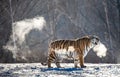 Siberian tiger walks in a snowy glade in a cloud of steam in a hard frost. Very unusual image. China. Harbin. Mudanjiang province. Royalty Free Stock Photo