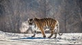 Siberian tiger walks in a snowy glade in a cloud of steam in a hard frost. Very unusual image. China. Harbin. Mudanjiang province. Royalty Free Stock Photo