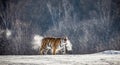 Siberian tiger walks in a snowy glade in a cloud of steam in a hard frost. Very unusual image. China. Harbin. Mudanjiang province. Royalty Free Stock Photo