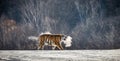 Siberian tiger walks in a snowy glade in a cloud of steam in a hard frost. Very unusual image. China. Harbin. Mudanjiang province.