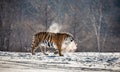 Siberian tiger walks in a snowy glade in a cloud of steam in a hard frost. Very unusual image. China. Harbin. Mudanjiang province. Royalty Free Stock Photo