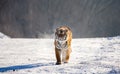 Siberian tiger walks in a snowy glade in a cloud of steam in a hard frost. Very unusual image. China. Royalty Free Stock Photo