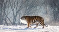 Siberian tiger walks in a snowy glade in a cloud of steam in a hard frost. Very unusual image. China. Royalty Free Stock Photo