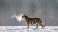 Siberian tiger walks in a snowy glade in a cloud of steam in a hard frost. Very unusual image. China.