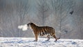 Siberian tiger walks in a snowy glade in a cloud of steam in a hard frost. Very unusual image. China. Royalty Free Stock Photo