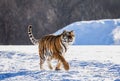 Siberian tiger walks in a snowy glade in a hard frost. Very unusual image. China. Harbin. Mudanjiang province. Hengdaohezi park. Royalty Free Stock Photo