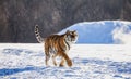 Siberian tiger walks in a snowy glade in a hard frost. Very unusual image. China. Harbin. Mudanjiang province. Hengdaohezi park. Royalty Free Stock Photo