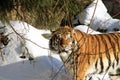 Siberian Tiger In Winter Forest Royalty Free Stock Photo