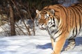 Siberian Tiger In Winter Forest Royalty Free Stock Photo