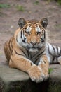 Siberian tiger (Panthera tigris altaica). Royalty Free Stock Photo