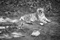 siberian tiger yawning , in black and white, lying relaxed on a meadow. powerful predatory cat Royalty Free Stock Photo