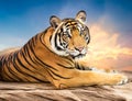Siberian tiger Royalty Free Stock Photo