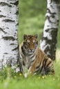 Siberian Tiger Royalty Free Stock Photo