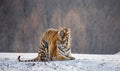 Siberian tigers make love in a snowy glade. China. Harbin. Mudanjiang province. Hengdaohezi park. Royalty Free Stock Photo