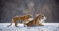 Siberian tigers make love in a snowy glade. China. Harbin. Mudanjiang province. Hengdaohezi park. Royalty Free Stock Photo