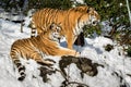 Two siberian tiger, Panthera tigris altaica, male and female resting in the snow in the forest. Zoo. Royalty Free Stock Photo