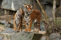 Siberian tigers, Panthera tigris altaica, resting and playing in the rocky mountain area.