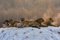 Siberian Tigers in snowy winter Royalty Free Stock Photo