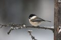 Siberian tit, Parus cinctus Royalty Free Stock Photo