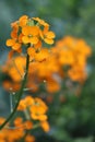 siberian Wallflower Royalty Free Stock Photo