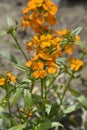 Siberian Wallflower Royalty Free Stock Photo