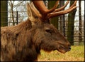 Siberian Wapiti Royalty Free Stock Photo