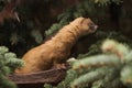 Siberian weasel