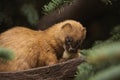 Siberian weasel Royalty Free Stock Photo