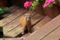 Siberian Weasel Royalty Free Stock Photo