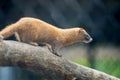 Siberian weasel (Mustela sibirica) or kolonok