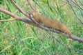 Siberian Weasel Royalty Free Stock Photo