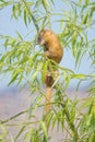 Siberian Weasel Royalty Free Stock Photo