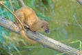 Siberian Weasel Royalty Free Stock Photo