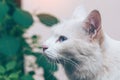 Siberian white beige kitten cat with blue eyes sitting Royalty Free Stock Photo