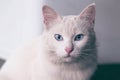 Siberian white beige kitten cat with blue eyes sitting and looking forward Royalty Free Stock Photo
