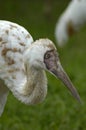 Siberian white crane (grus leucogeranus) Royalty Free Stock Photo