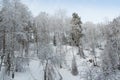 Siberian winter forest with pine trees on slope and frozen branches Royalty Free Stock Photo