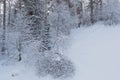 Siberian winter forest with pine trees on slope and frozen branches Royalty Free Stock Photo