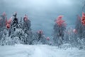 Wood is filled with snow, snowcap on branches og fir-trees